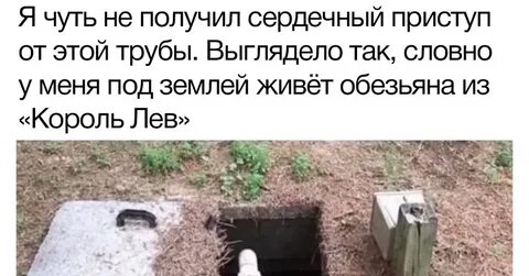 Лев трубе