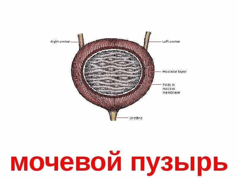 Продукты для мочевого пузыря. Продукты для мочевого пузыря. Продукты для мочевого пузыря. Травяной препарат при цистите. Продукты для мочевого пузыря.