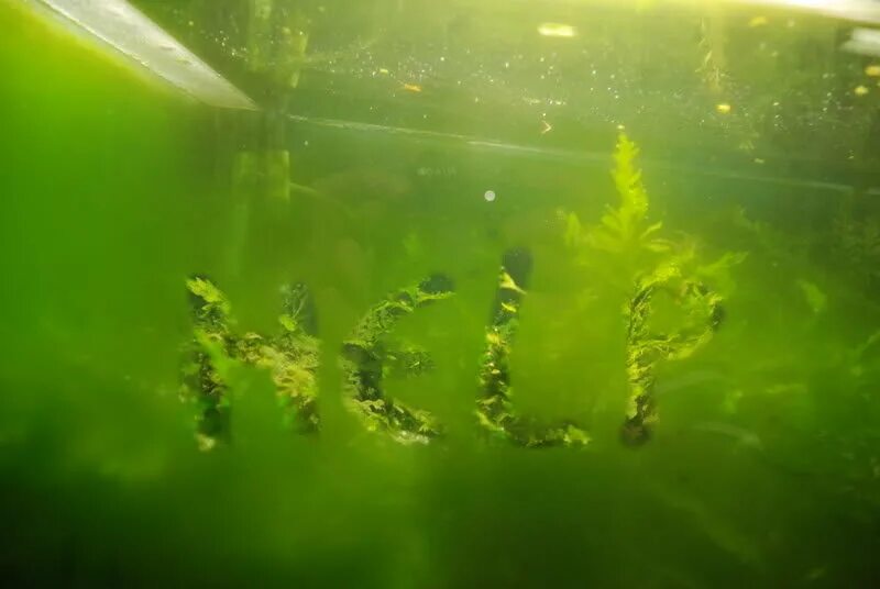 Почему быстро зеленеет вода. Аквариум водоросли нитчатка. Водоросль Ксенококус. Водоросли Ксенококус в аквариуме. Водоросль Эдогониум.