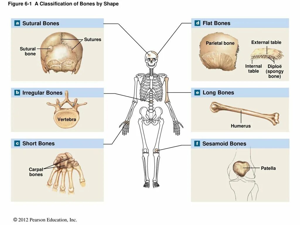 Classification of Bones. Flat Bones. Types of Bones in Human Skeleton. Diploe анатомия. Карта bones