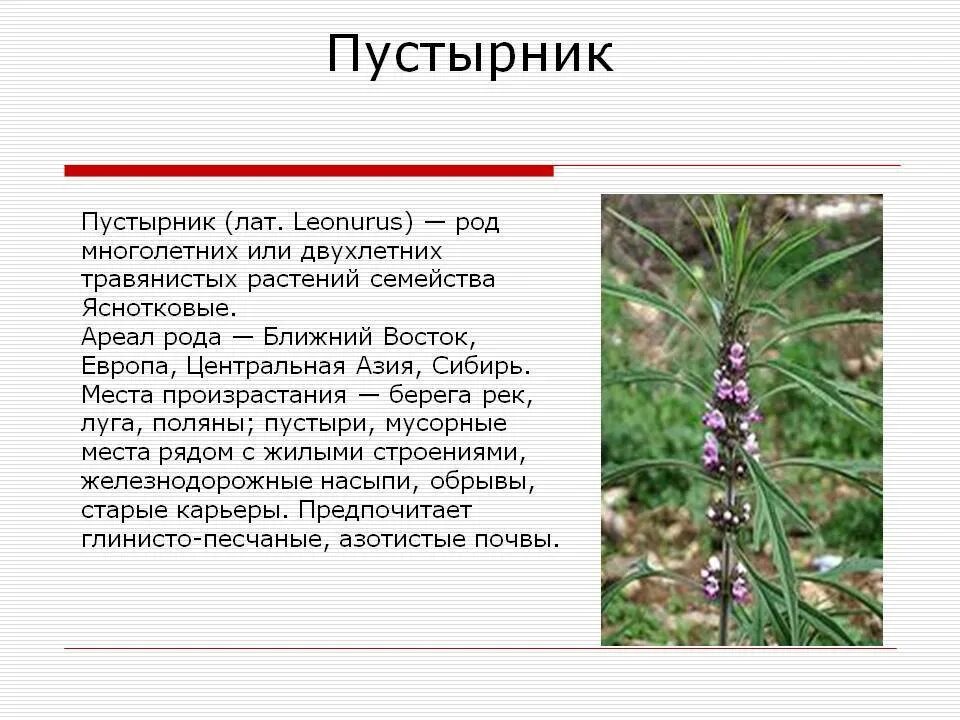 Пустырник сообщение. Пустырник лекарственное растение. лекарственные растения красноярского края. лечебные растения красноярского края. пустырник цветок описание.