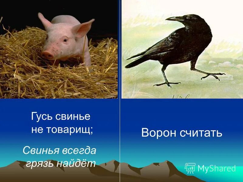 Пословицы гусь свинье