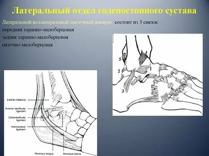 Передняя таранно малоберцовая связка