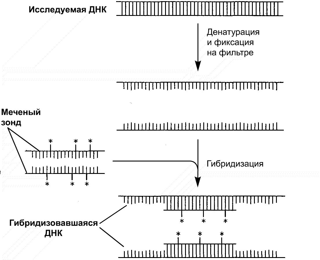 Днк зонд. Метод молекулярных зондов. Метод молекулярных зондов микробиология. ДНК зонды схема. Методы молекулярной гибридизации ДНК-зонд.