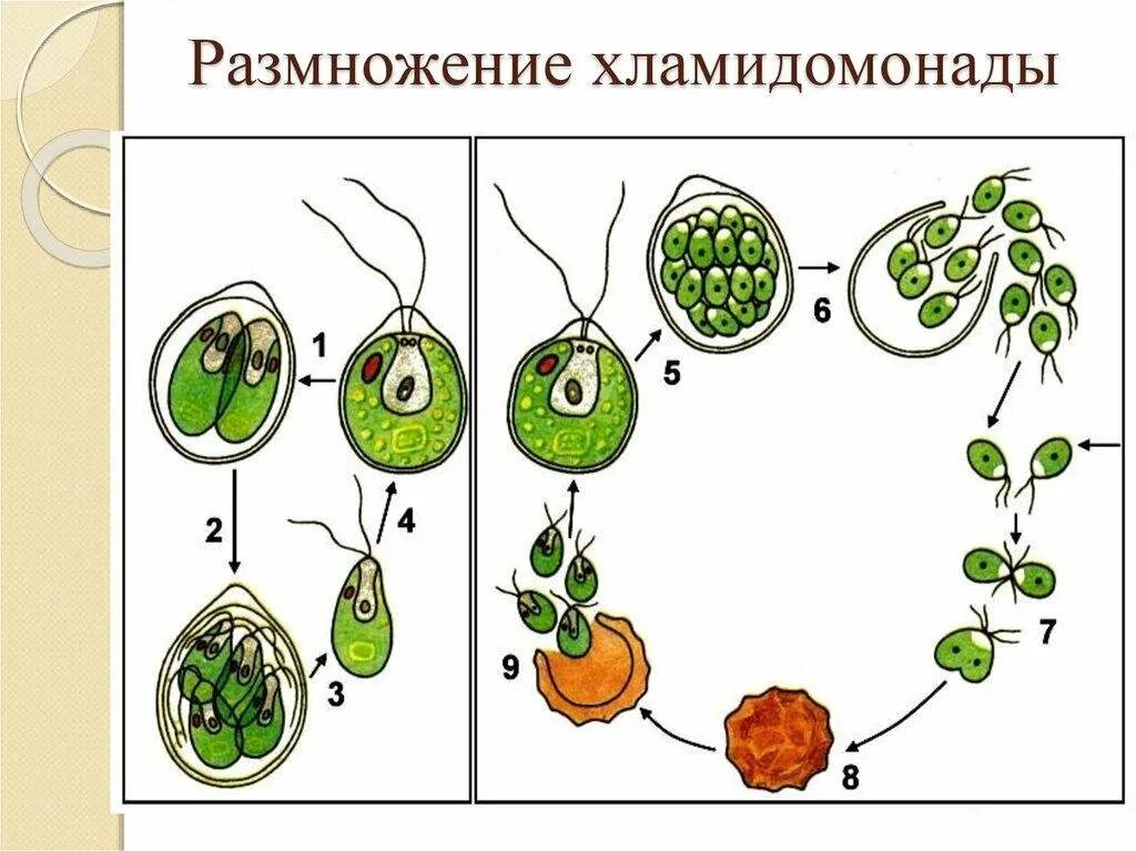 Водоросли строение и размножение. Бесполое размножение хламидомонады. Размножение водорослей хламидомонада. Цикл развития хламидомонады рисунок. Бесполое размножение хламидомонады схема.