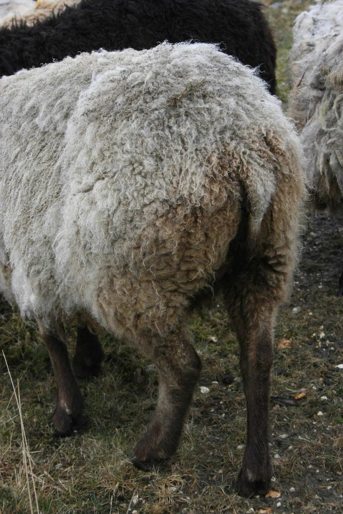 Курдючные овцы. Овечка хвостик. Жирнохвостые овцы. Sheep tail. Sheep tail.