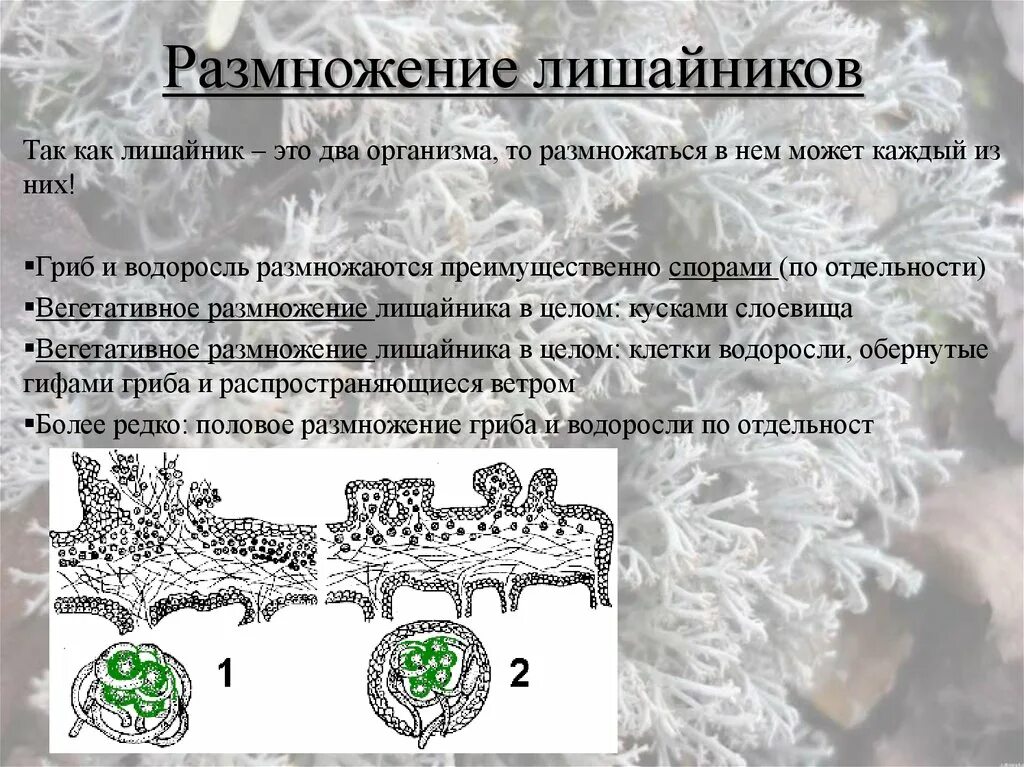 Размножение лишайников. Лишайники могут размножаться.... Половое размножение лишайника. Споры лишайников. Споры лишайника