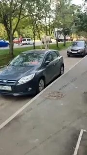 Бутовские козы