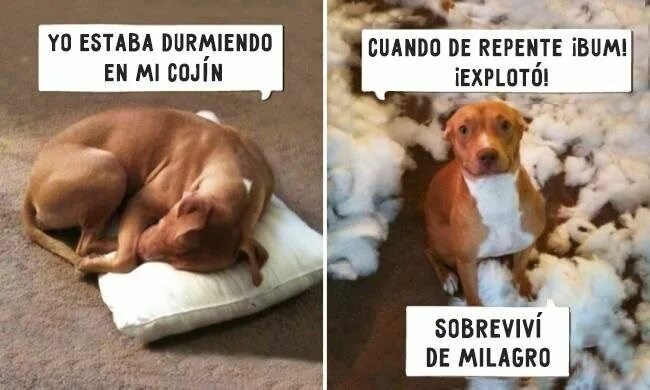 Собака на диване мем Here is proof dogs have genius minds Funny animals, Funny animal quotes, Funny d