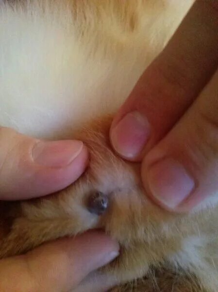 Маленькая шишка на коже у кошки.