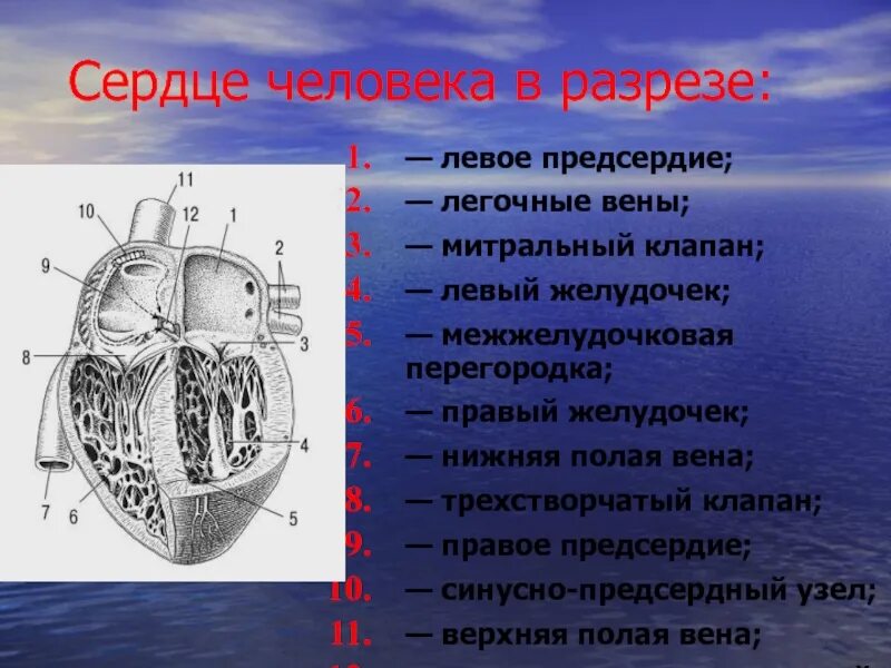 Строение правого предсердия и правого желудочка сердца. Отверстия легочных вен левого предсердия. Дополнительная хорда лж сердца что это такое. Предсердия и желудочки сердца. Сердце полый мышечный орган.