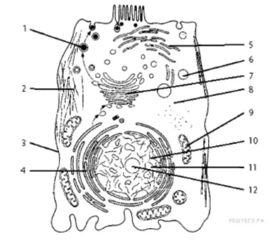 Строение растительной клетки ЕГЭ рисунок. Строение животной клетки рисунок ЕГЭ. Растительная клетка схема ЕГЭ. Строение клетки животного ЕГЭ биология.