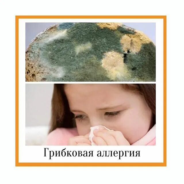 сыры разрешённые при аллергии. плесневые грибы аллергены. грибок аллерген. бытовые и грибковые аллергены. грибок аллерген.