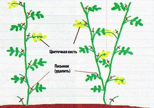 Пасынок каждую