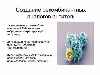 Антитела выделяют