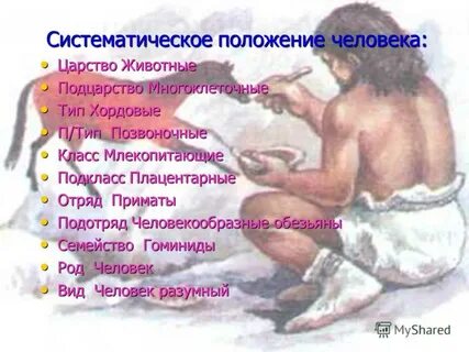 Систематическое положение человека презентация