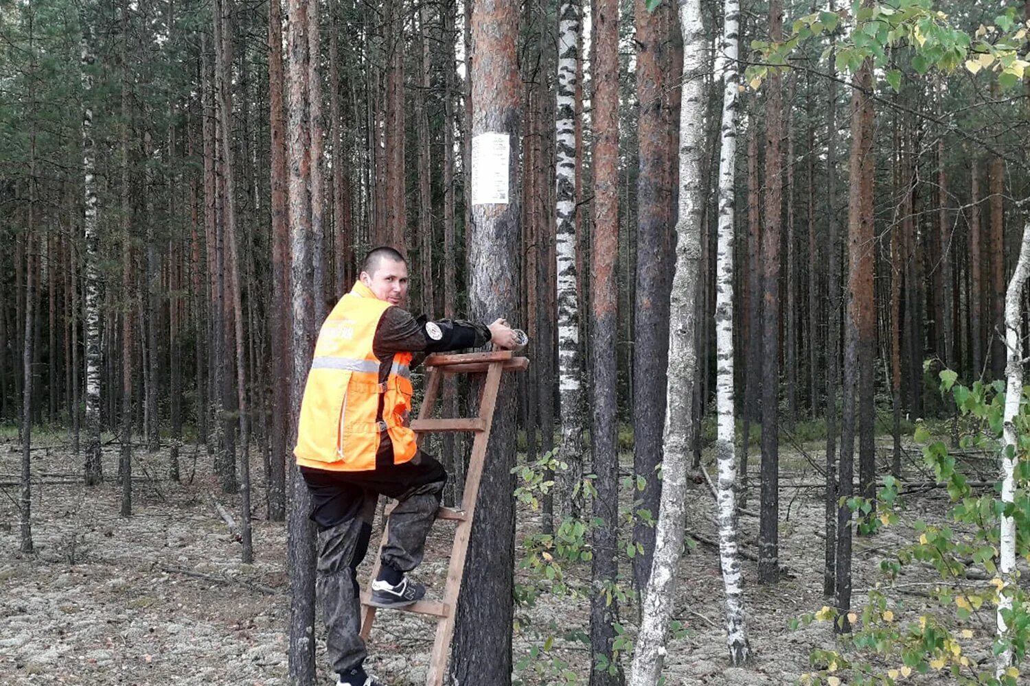 Ризадеевский лес Выкса. Выксунское районное лесничество. Лесная стрелка. Стрелки ПСО волонтер. Лесной стрелок 5