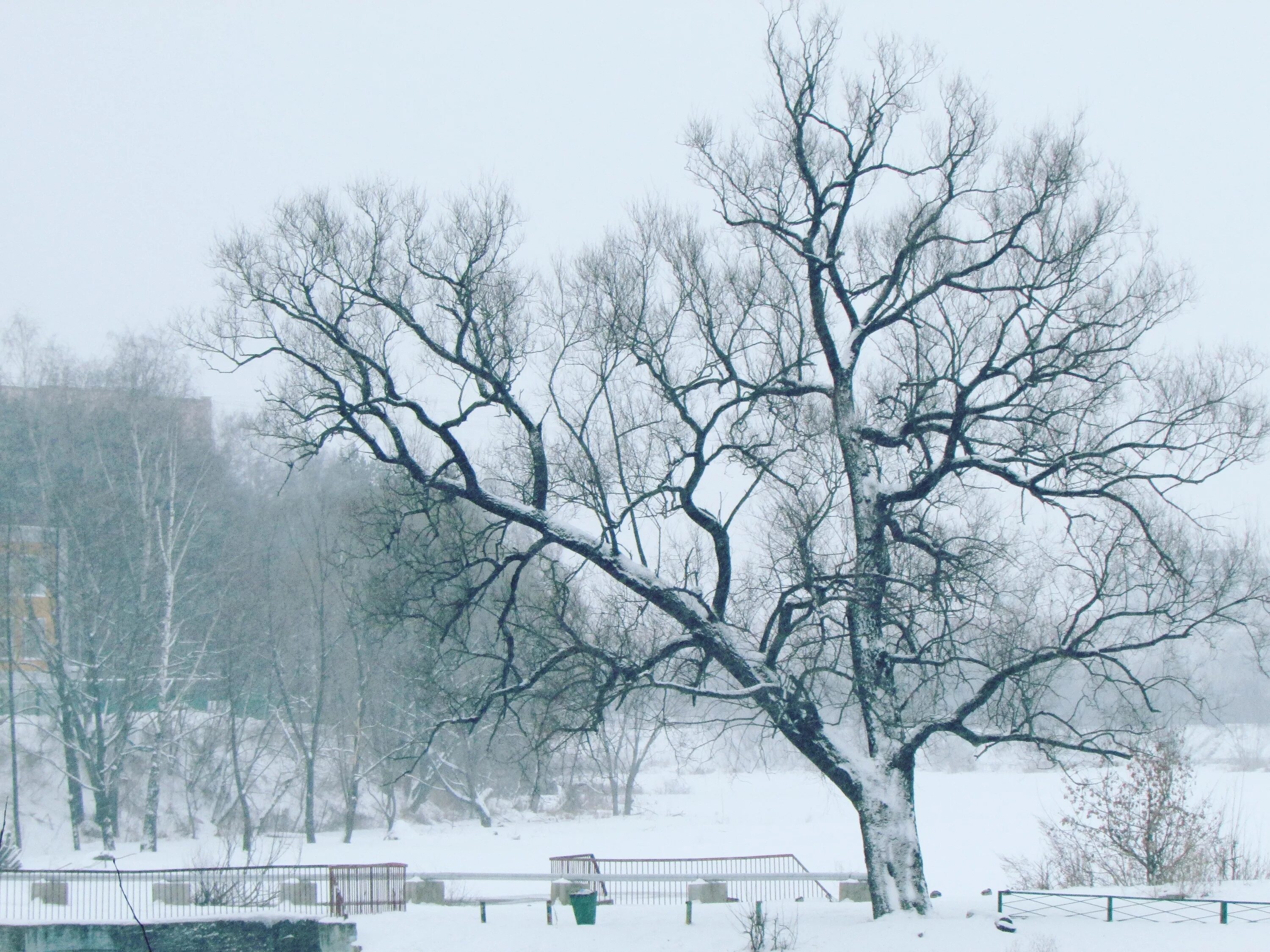 Зима парк деревья. Парк зимой деревьями. Зима деревья парк день. Почему зимой металл на ощупь холоднее дерева