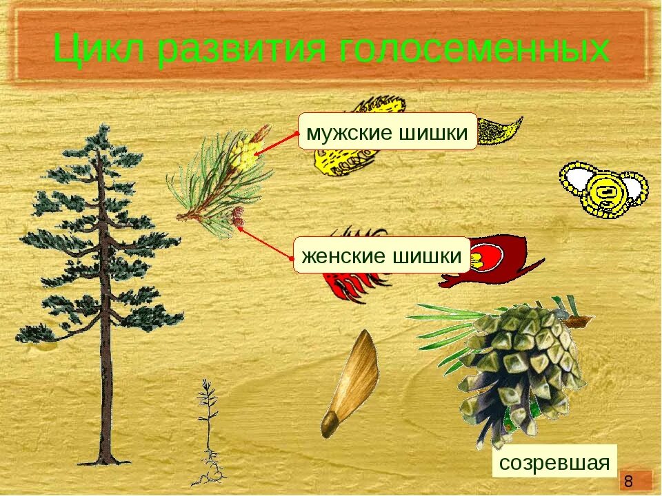 Развитие хвойных. Цикл развития голосеменных. Жизненный цикл голосеменных. Цикл развития голосеменных растений схема. Цикл развития развития голосеменных.