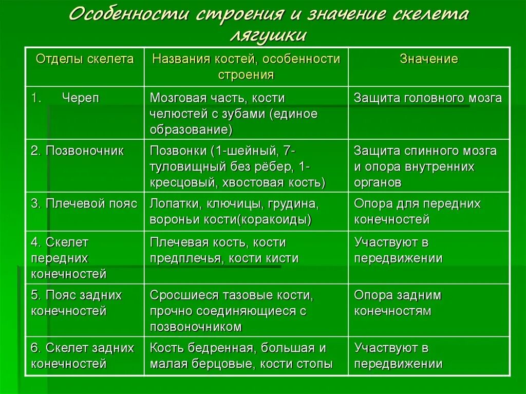 Черты сходства и различия млекопитающих и пресмыкающихся. Таблица по биологии особенности строения и значение скелета лягушки. Отделы скелета лягушки таблица. Таблица по биологии особенности внутреннего строения земноводных. Особенности строения скелета лягушки 7 класс.