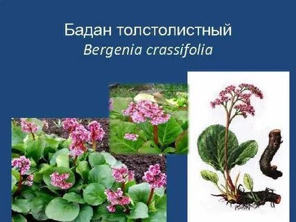Бадан польза