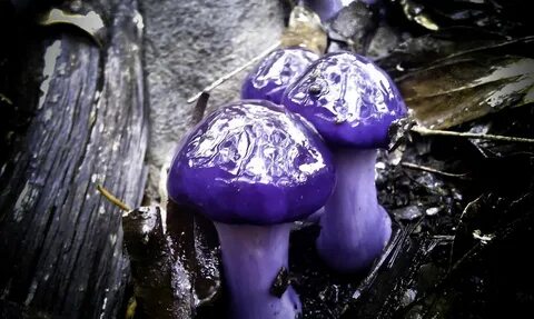 Оттенок mushroom