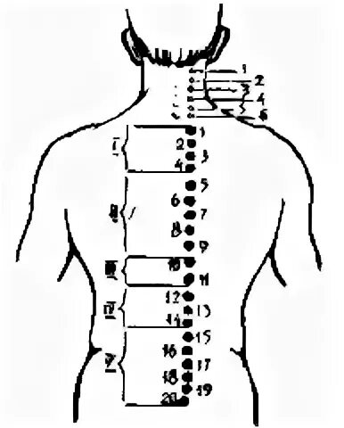 Зона поясницы. Зоны массажа спины. Паравертебральная область спины. Массаж паравертебральной зоны спины. Точечный массаж спины.