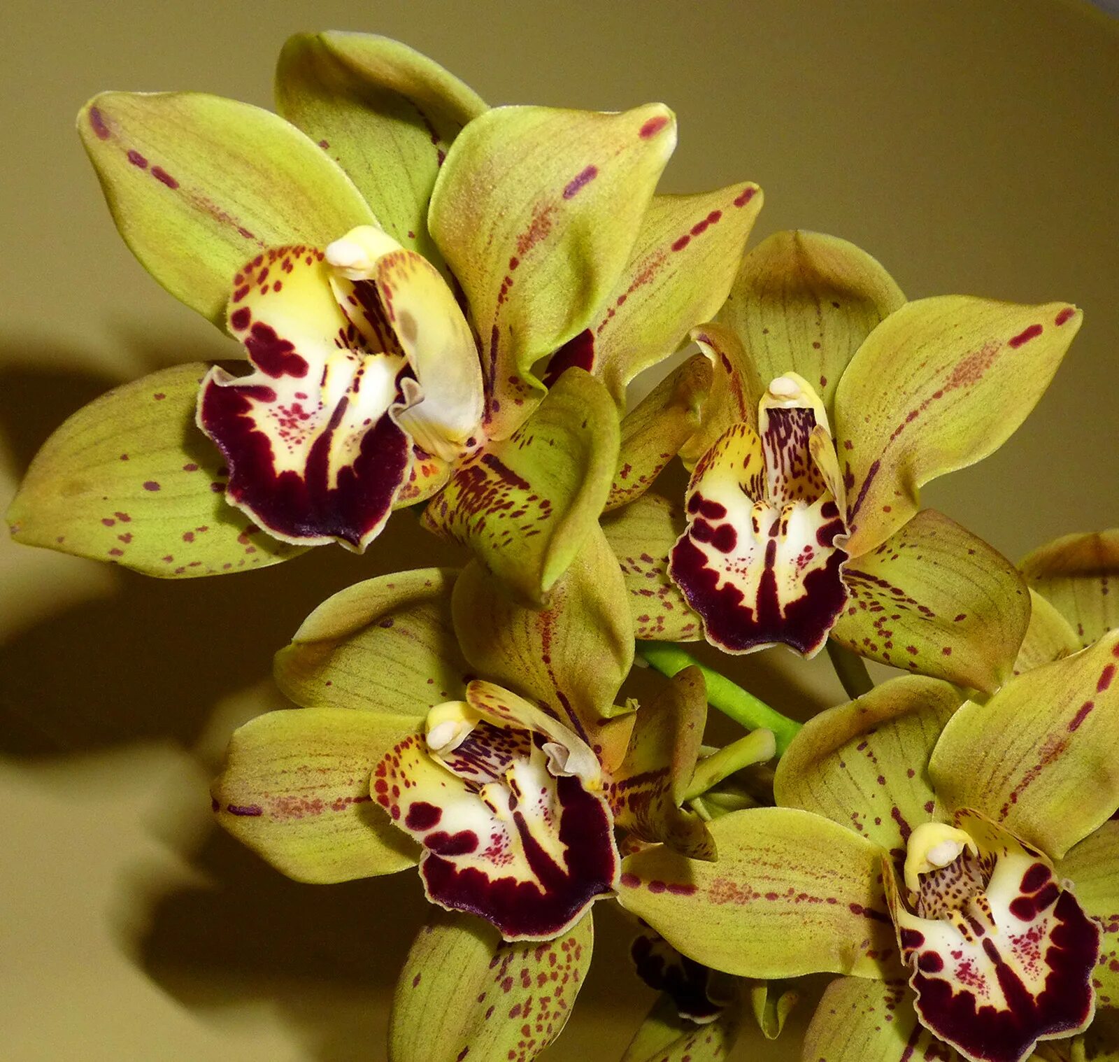 Орхидея цимбидиум как ухаживать. Орхидея Цимбидиум. Фаленопсис Цимбидиум. Королевский Цимбидиум. Цимбидиум Какаду.