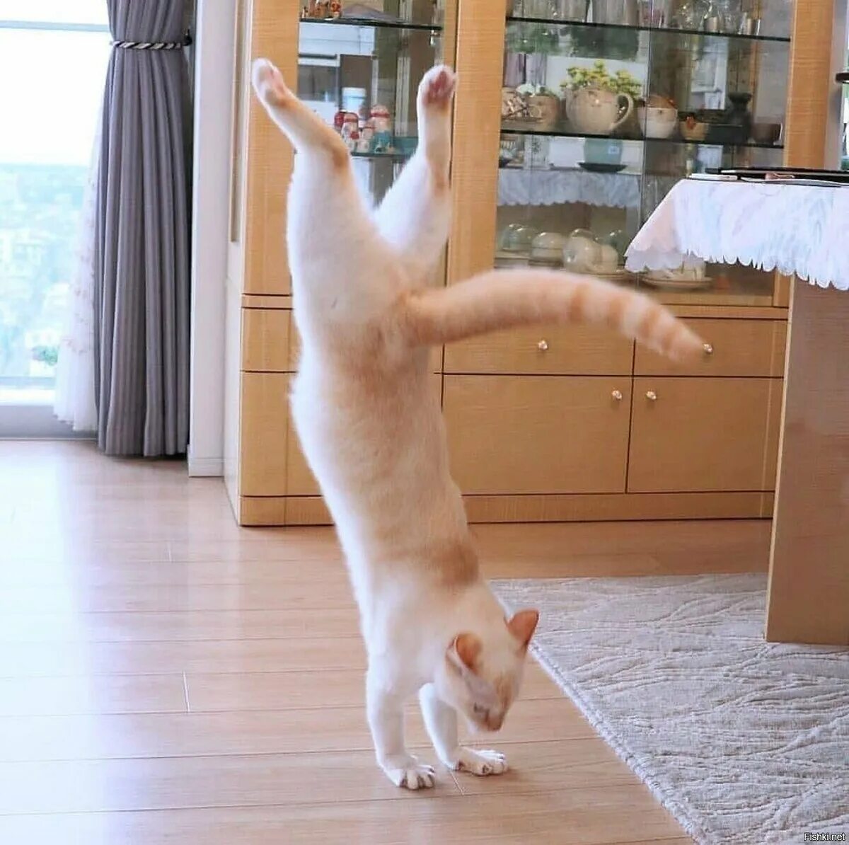 Коты танцуют. Танцующий кот. Котик танцует. Кошка в прыжке.