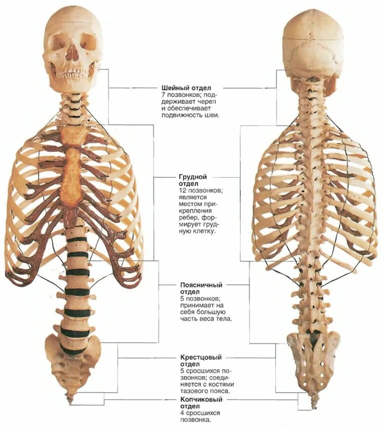 Отделы спины. Строение скелета позвоночника. Анатомия спины человека кости. Строение спины сзади у человека кости. Строение грудного отдела позвоночника.