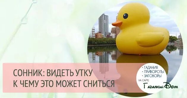 Что значит утка. К чему снится утка. к чему снятся утята. утята во сне. сонник утки.