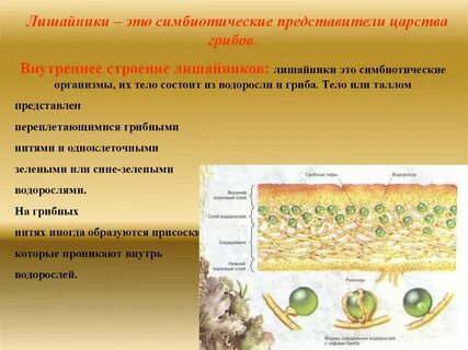 В лишайнике водоросль играет роль