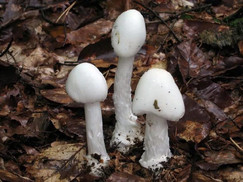 грибы похожие на поганки. бледная поганка гриб. бледная поганка гриб полевая. бледная поганка гриб. поганки похожи.