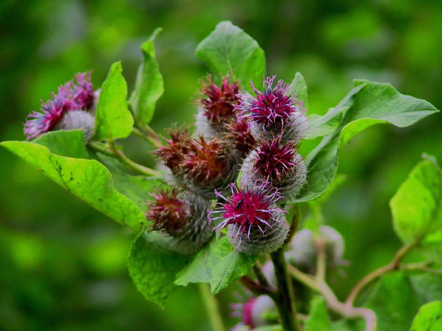 Лопух картинки. Лопух репейник. Репейник (Burdock). Лопух большой Arctium Lappa. Лопух — российский женьшень..