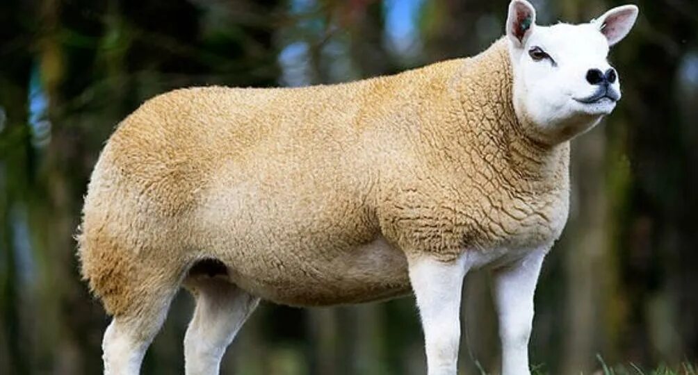 Дорогой овец. Рамбулье порода овец. Рыжий барашек. Дорогой овец. Самая дорогая порода баранов.