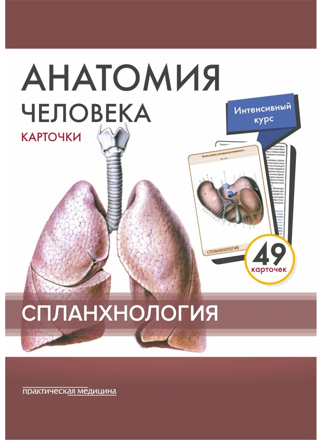 Карточки по анатомии