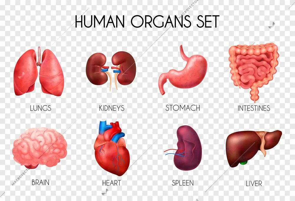 Human organs. Органы человека на турецком. Сердце и печень иконка. Сердца селезенка печень.
