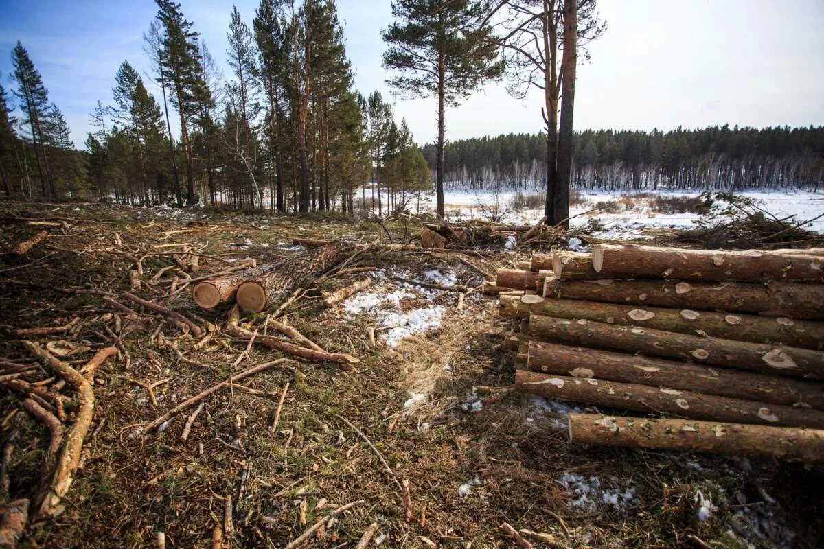 Махинации с лесом. Вырубка лесов 2023. Вырубка деревьев. Вырубка лесов в России. Вырубка лесов экологическая проблема.