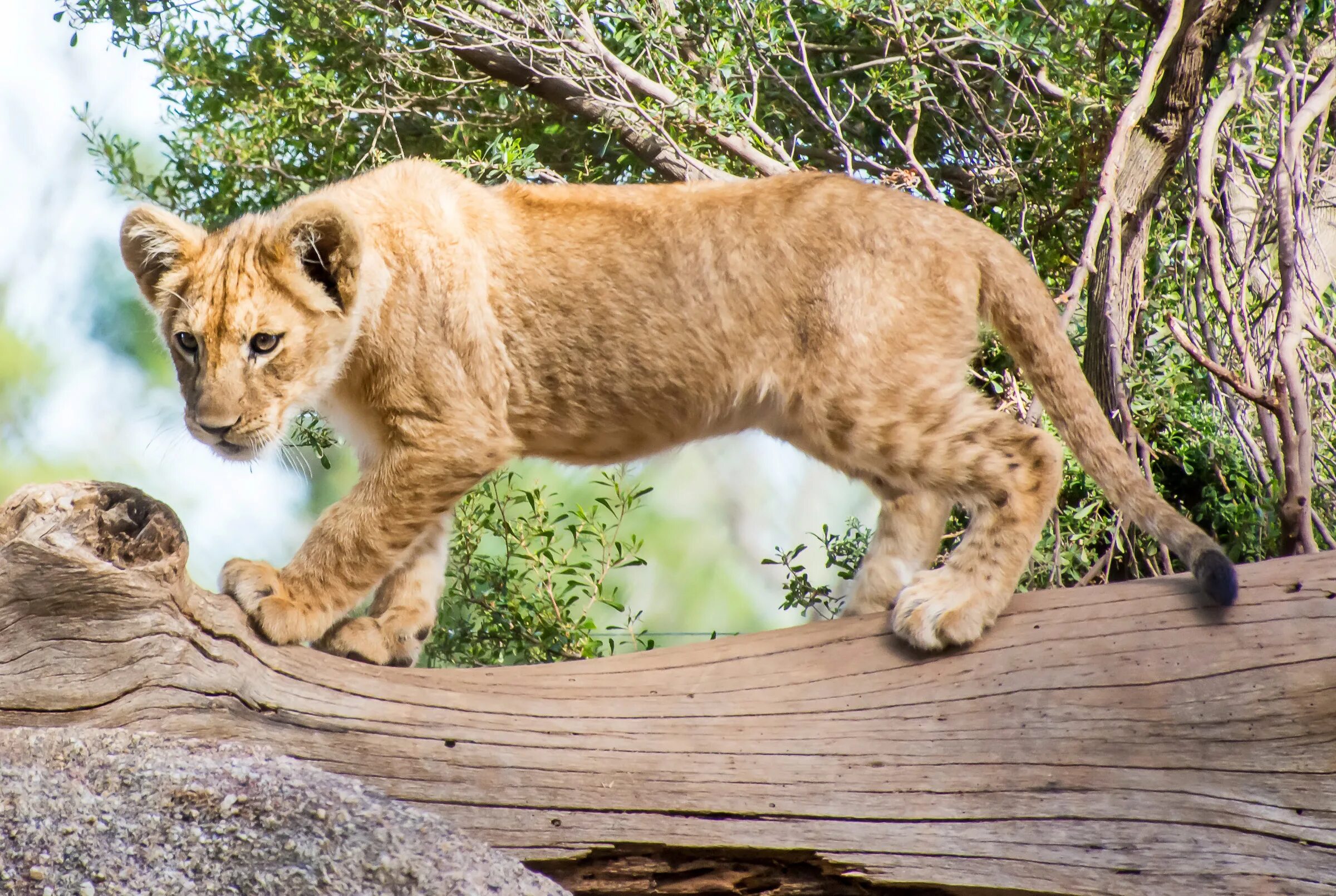 Хищные животные. Большие кошки. Хищные кошки. Хищники в природе. Predator animals