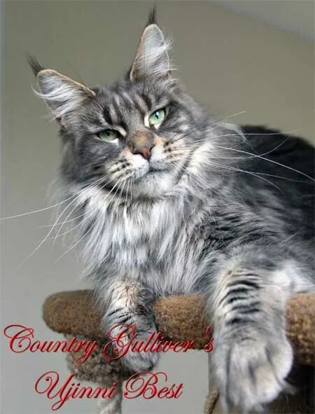 куна страна