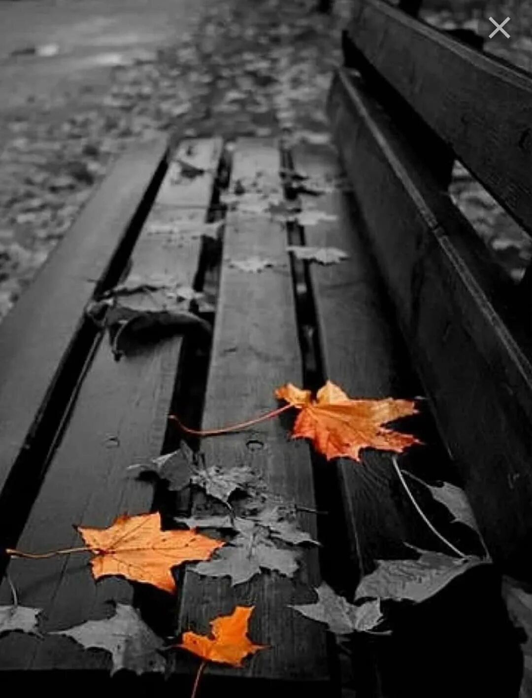 Осень грустит. Серая осень. Грустная осень. Черно белая осень. Осень тоска.