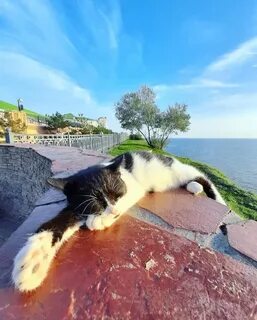 Коте анапа