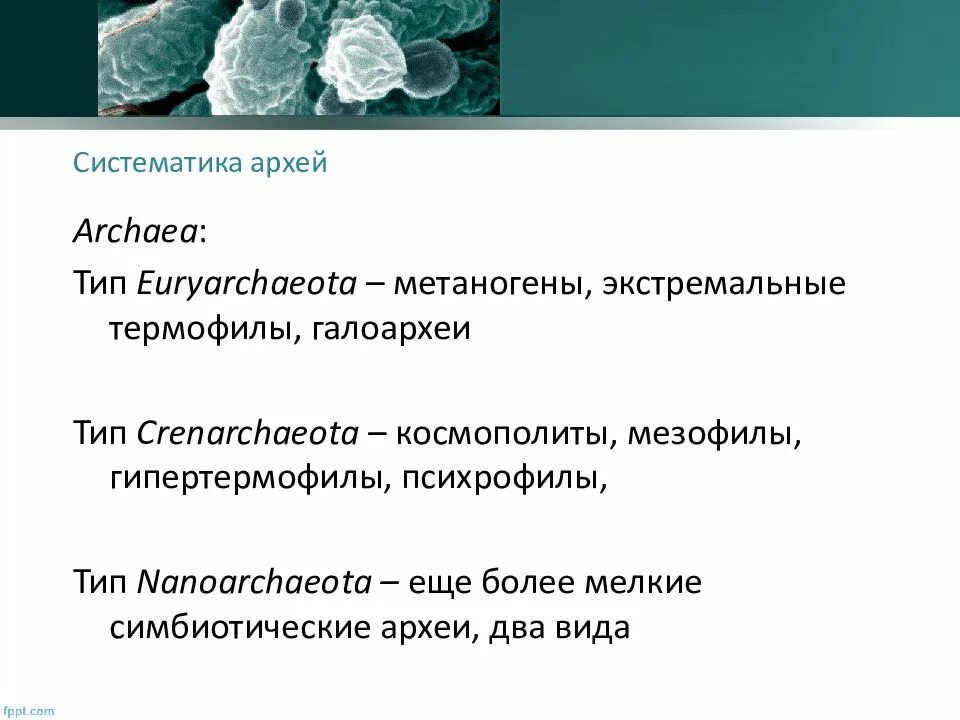 Псевдомуреин у архей. Типы архей. Архей характеристика. Типы архей. Археи хемотрофы.