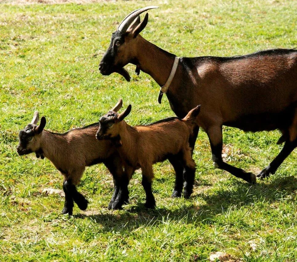 чешская коза фото. чешские гнедые козы. чешская коза фото. коза коричневая. чешская бурая коза.