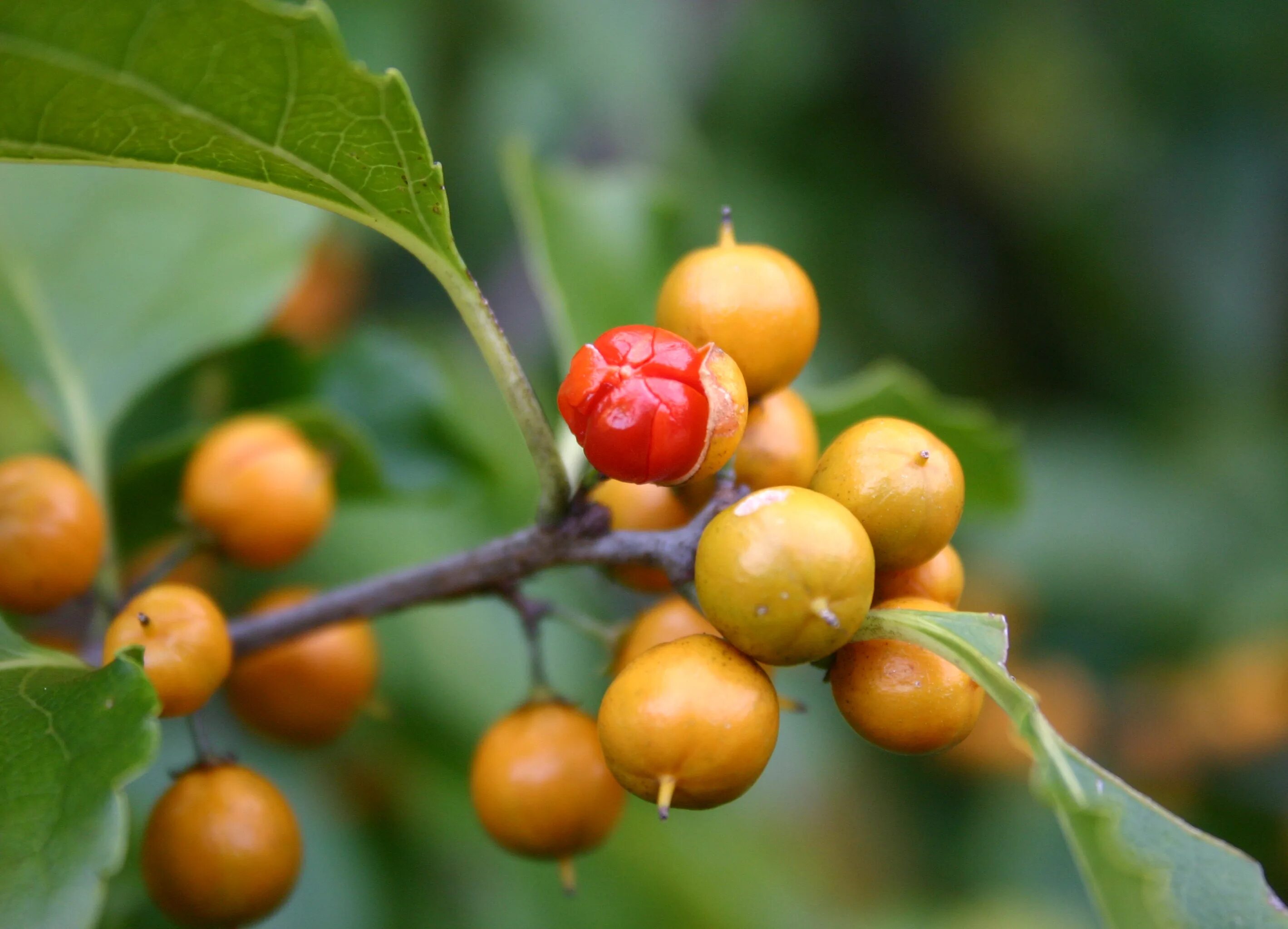 желтая ягода с косточкой. плоды кустарников. желтые ягоды названия. желтые ягоды названия. облепиха этная.