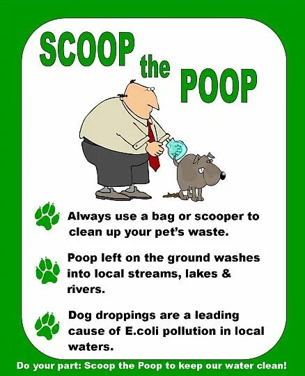 Poop Scoop. Зop на английском. Poop перевод с английского.