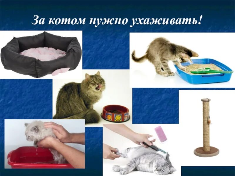 Предметы для ухода за котом. Что нужно для кота. Уход за кошкой. Какие вещи нужны для ухаживания за котом. Предметы для ухода за кошкой