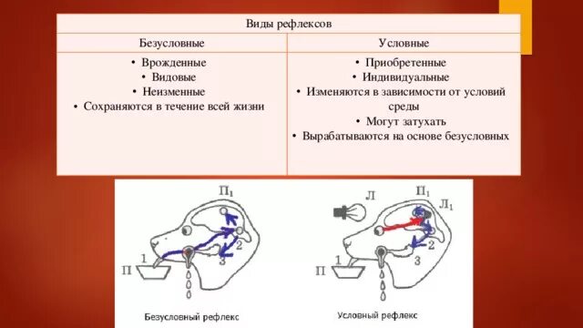 Дуги условных и безусловных рефлексов. Рефлексы условные и безусловные врождённые приобретённые. Рефлексы условные и безусловные схема. Условный рефлекс и безусловный рефлекс.