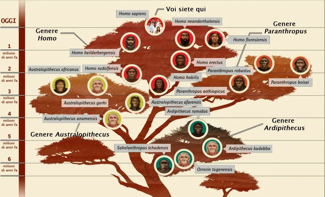 Генетика деревьев. Древо эволюции человека. Генеалогическое Древо хомо сапиенс. Древо человека Антропогенез. Дерево хомо сапиенс.
