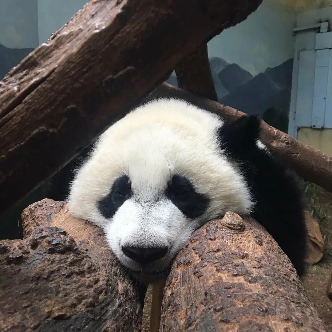 Панда в московском зоопарке. Панда символ китая. Панда диндин из московского зоопарка. Панда животное. Панда в зоопарке.